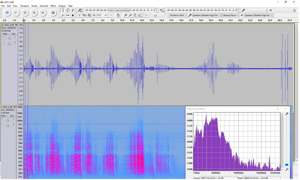 Recording and spectrogram of Daubenton's bat in Audacity