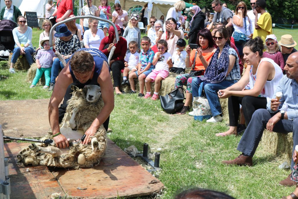 Sheep Shearing at Woodlands Farm Summer Show