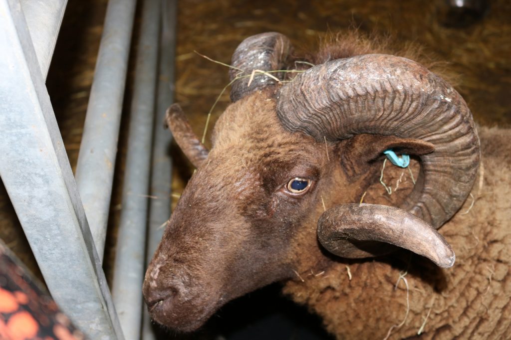 Archy, the farm's new Manx Loaghtan ram