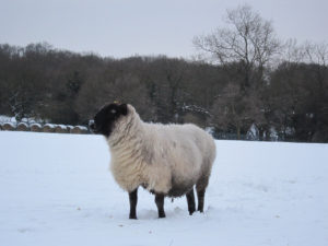 Sheep in the snow