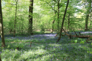 Bluebells in Oxleas Wood