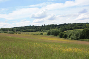 The meadows at Woodlands Farm