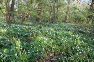 Wood Anemones in Oxleas Wood