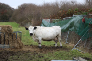 Clover the British White cow