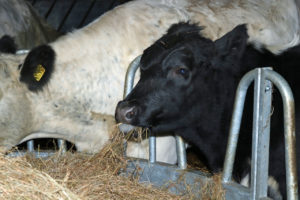 One of the farm's British White/Aberdeen Angus cross calves