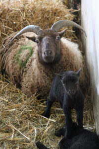 The Manx Loaghtans were Woodlands Farm's first lambs of 2018