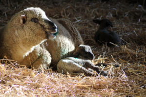 Woodlands Farm's first lambs of 2018