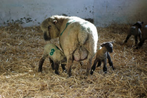 Woodlands Farm's first lambs of 2018