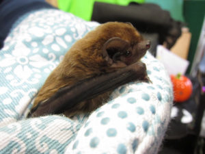 Serotine bat at the BCT's Halloween is For Bats event at Tower Hamlets Cemetery Park