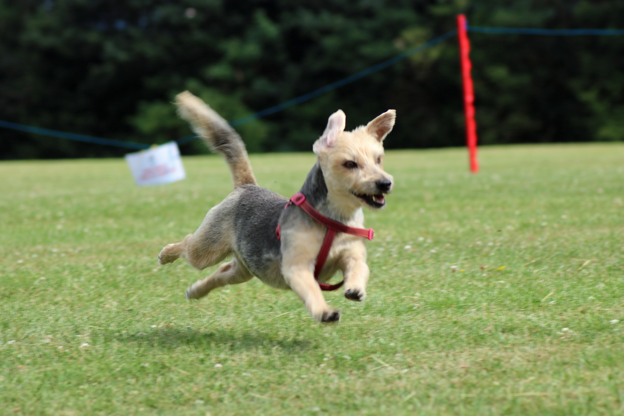 Fastest Dog event at the 2017 Shrewsbury Park Summer Festival