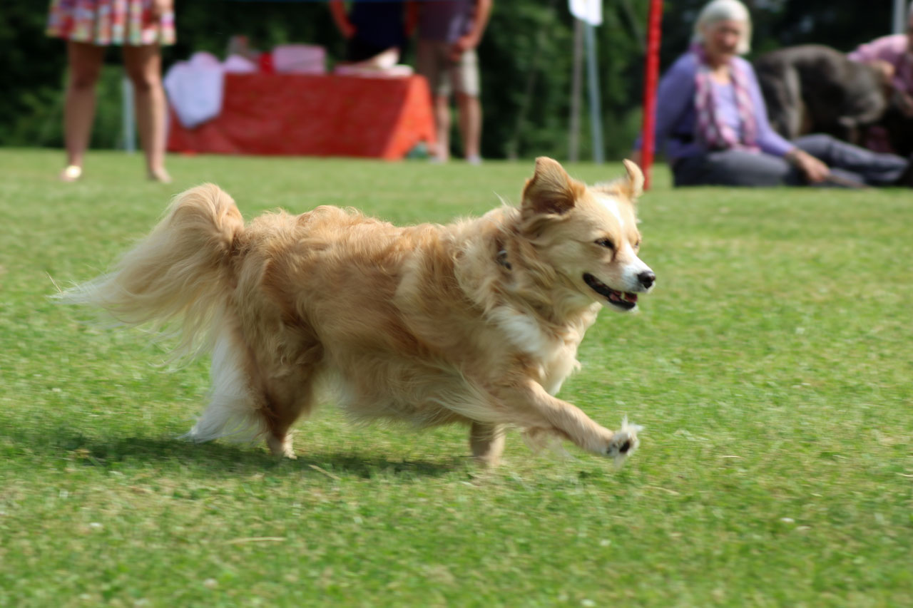 Fastest Dog event at the 2017 Shrewsbury Park Summer Festival