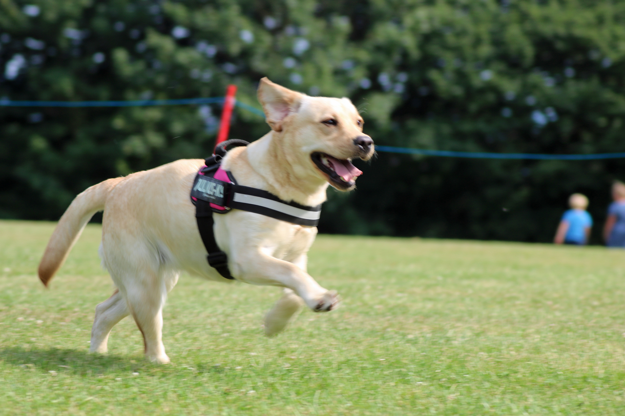 Fastest Dog event at the 2017 Shrewsbury Park Summer Festival