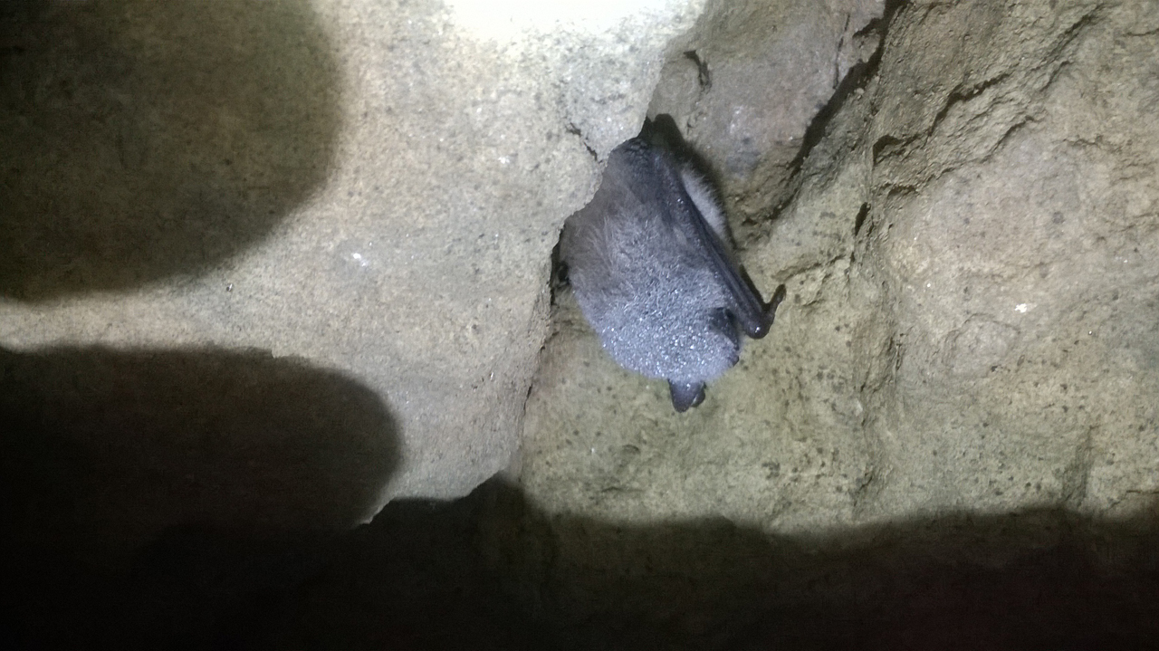 Hibernating Daubenton’s Bat at Westerham Mines