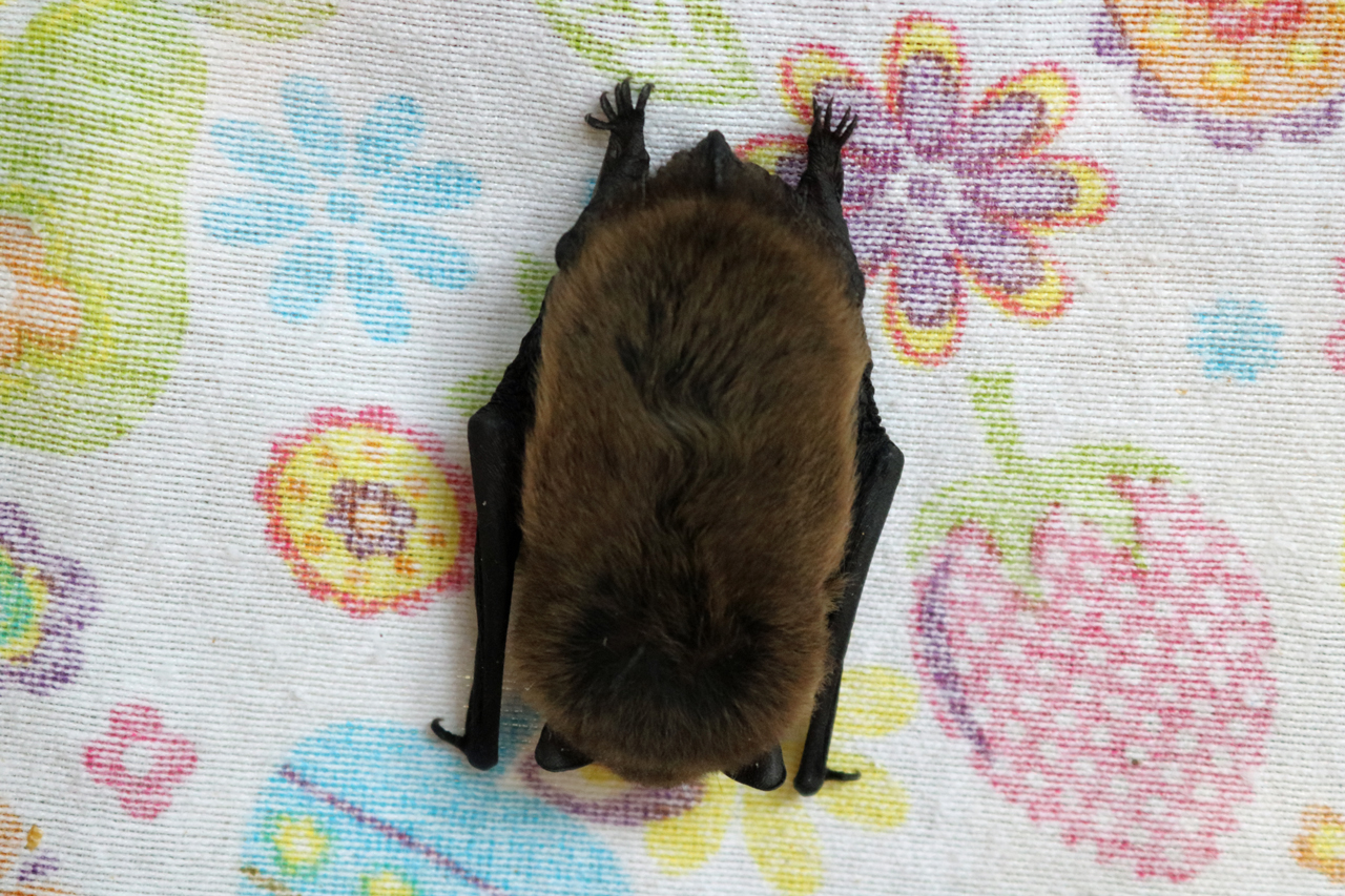 Pipistrelle bat at the BCT’s Halloween is For Bats event at Tower Hamlets Cemetery Park