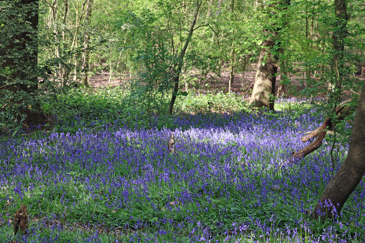 Bluebells in Oxleas Wood