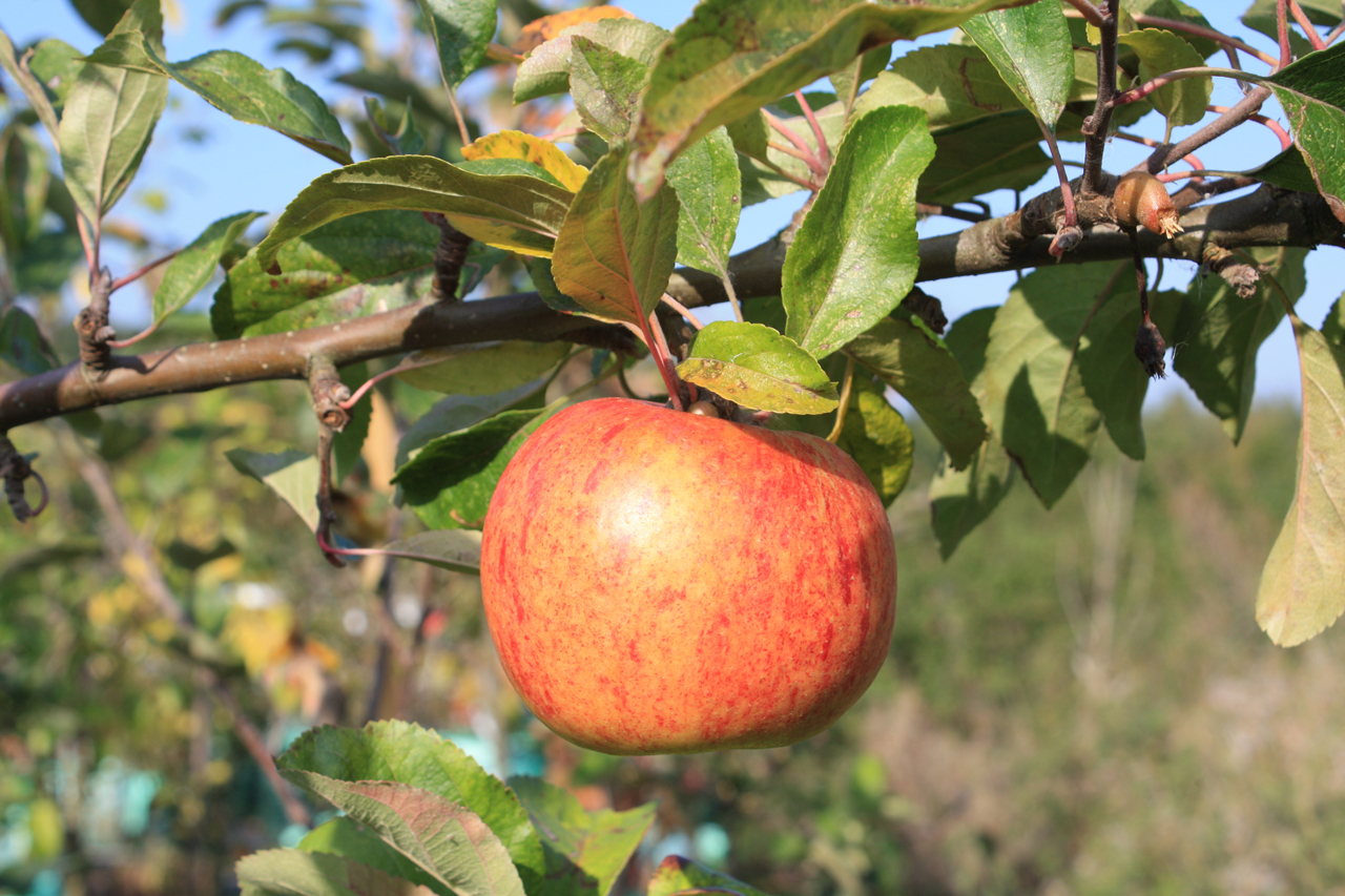 Apples at Woodlands Farm