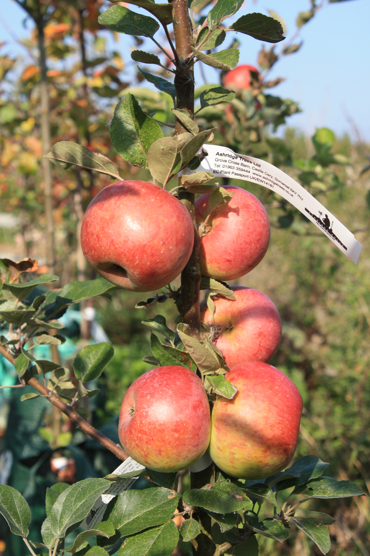 Apples at Woodlands Farm