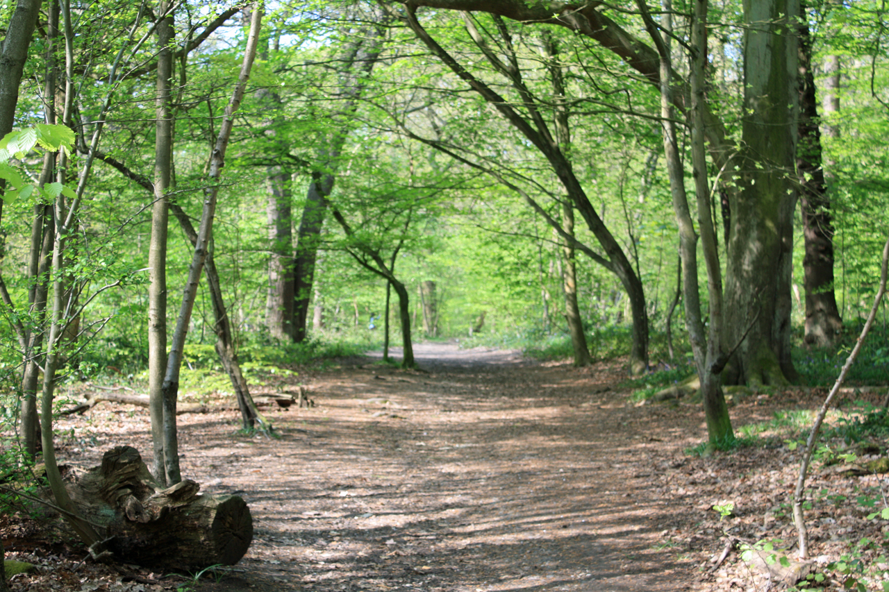 Path in Oxleas Woods