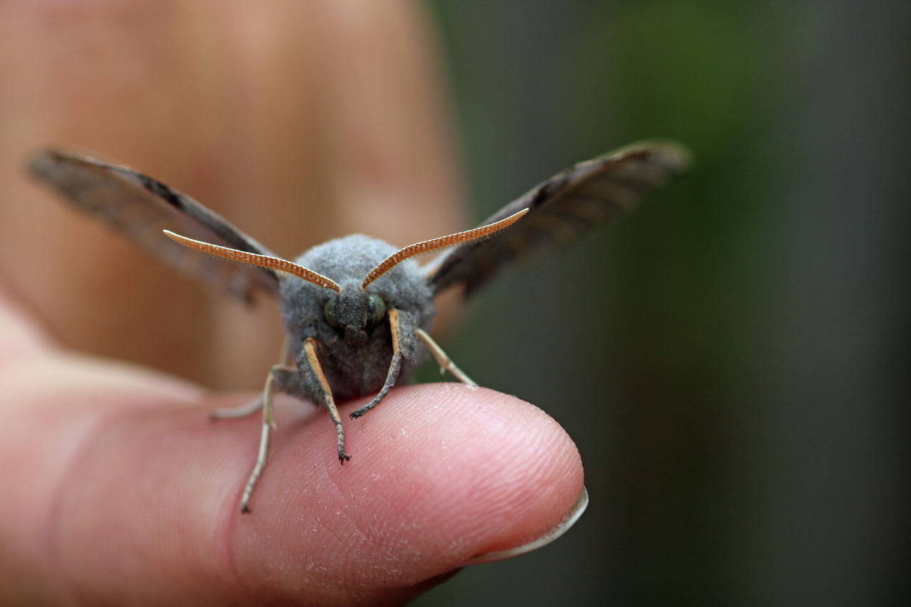 Hawk Moth at Woodlands Farm