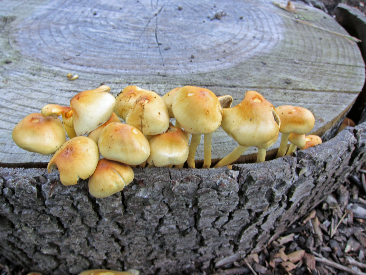 Autumn fungi at Woodlands Farm