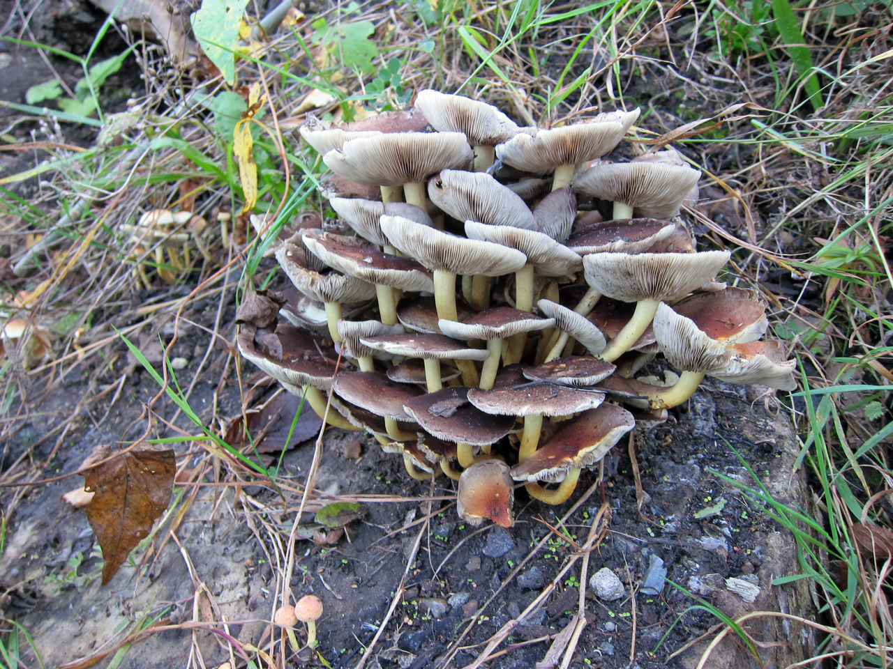 Autumn fungi at Woodlands Farm