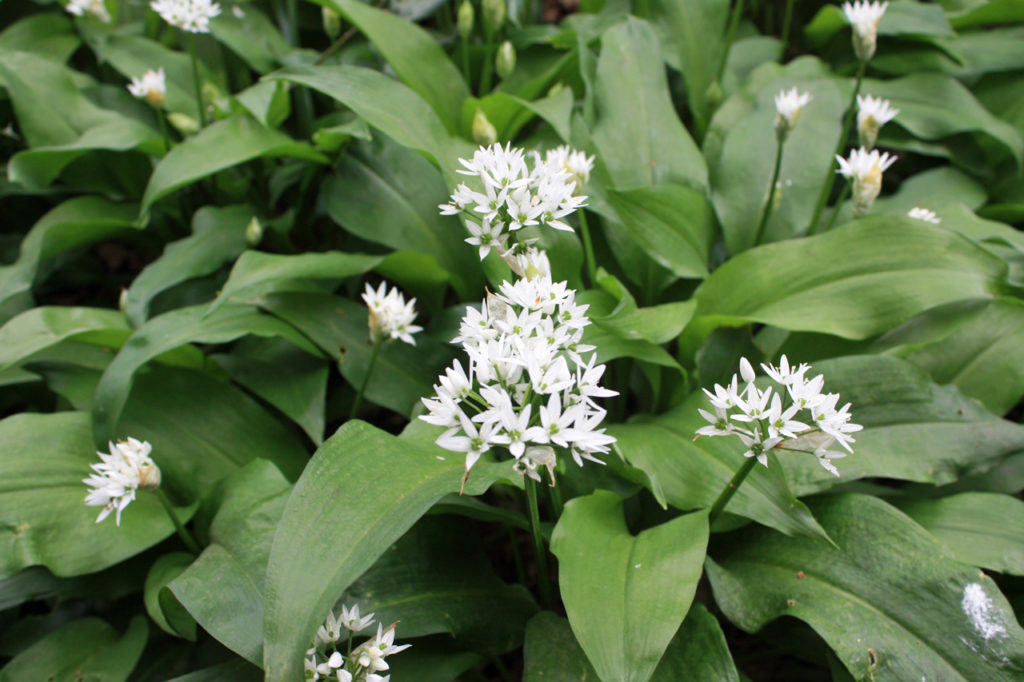 Wild Garlic in Oxleas Wood