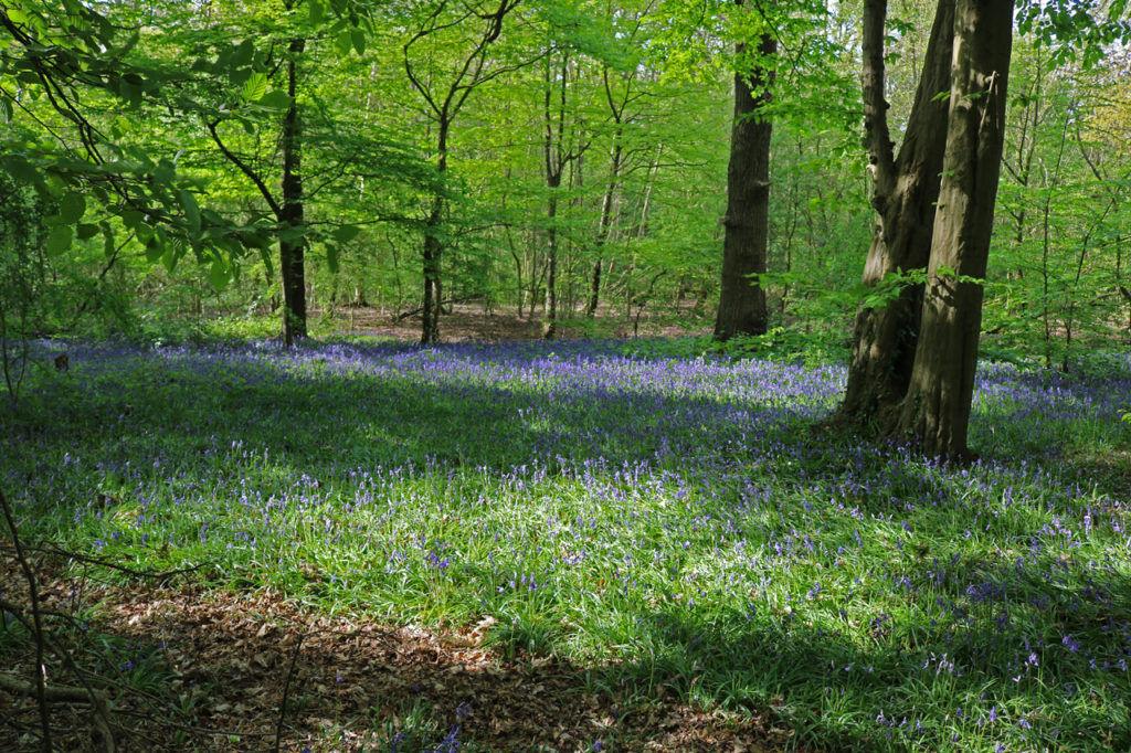 Bluebells in Oxleas Wood