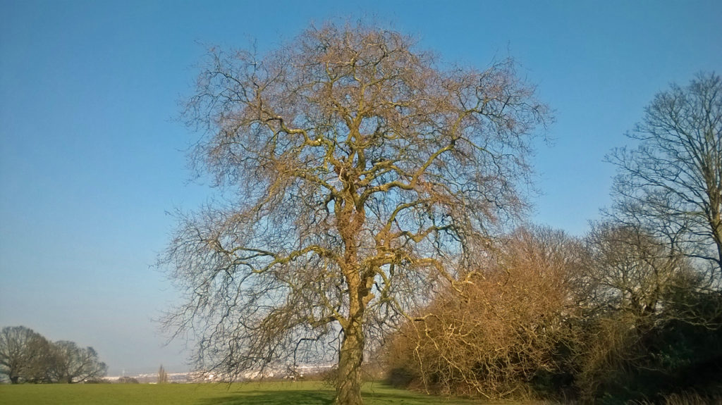 Tree in Shrewsbury Park