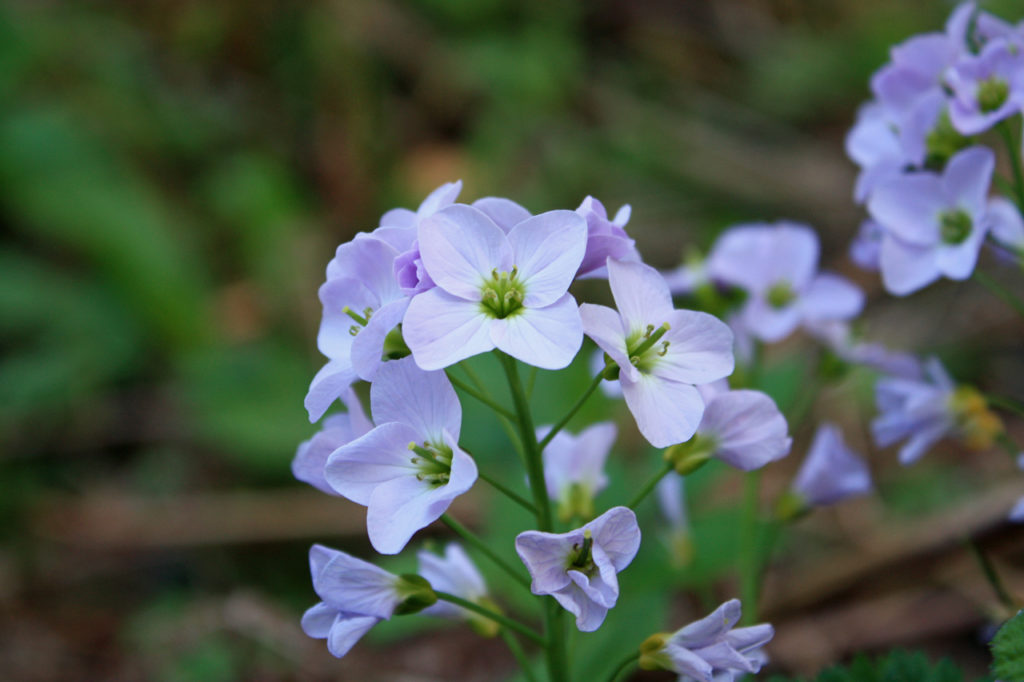 Ladies Smock (Cardamine pratensis) in Oxleas Wood