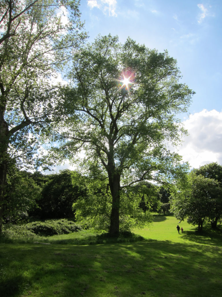 Tree in Shrewsbury Park