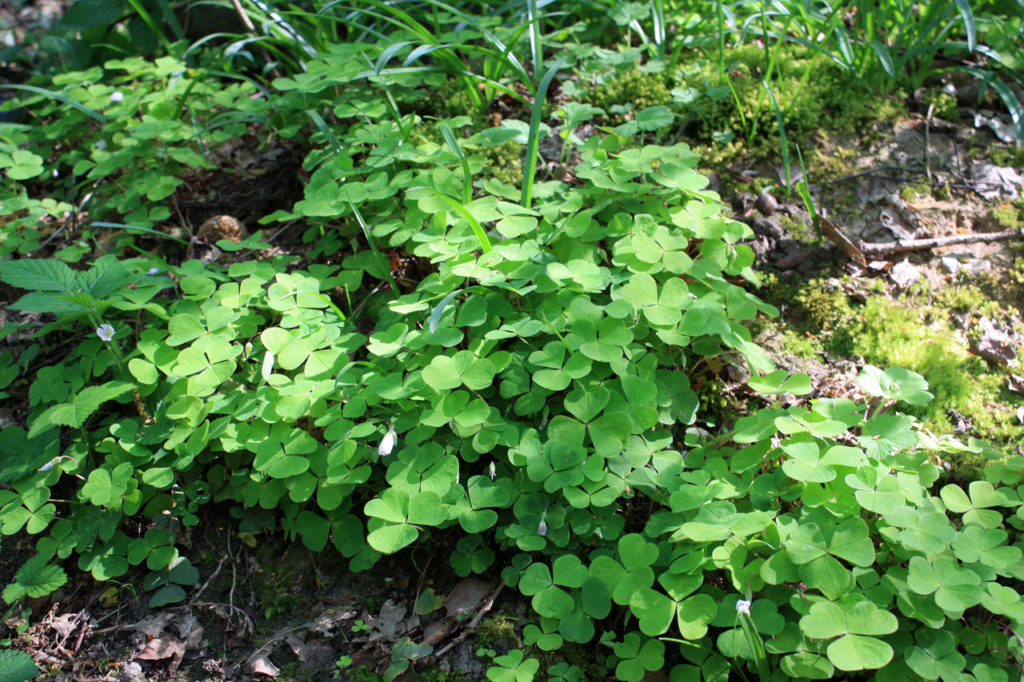 Wood Sorrel in Oxleas Wood