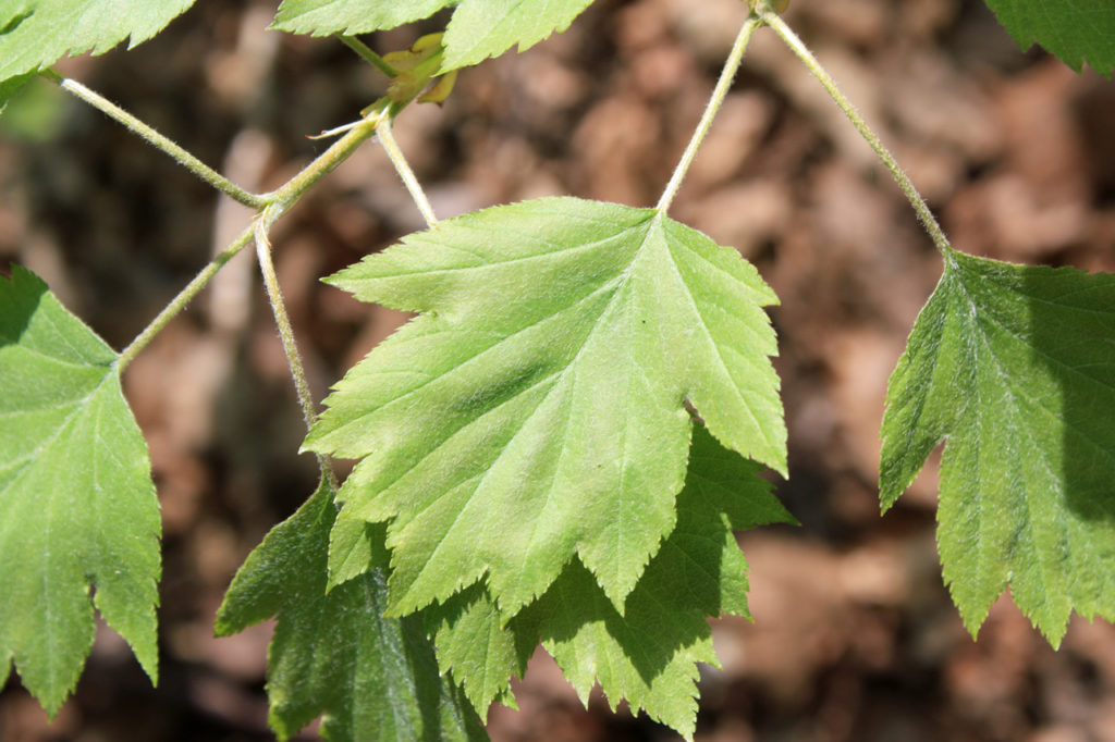 Leaf of Wild Service Tree in Oxleas Wood