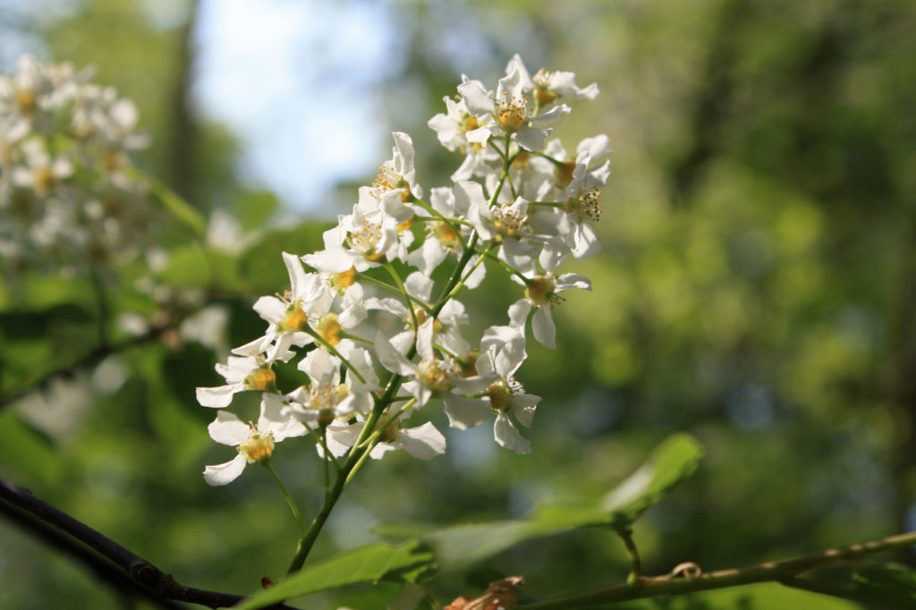 Bird Cherry flower in Oxleas Wood