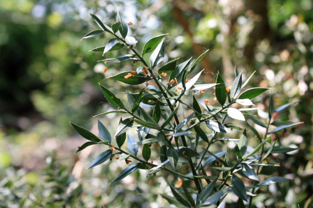 Butchers Broom in Oxleas Wood