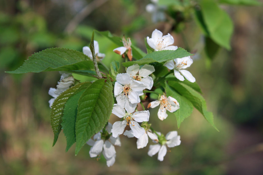 Wild Cherry Blossom in Oxleas Woods