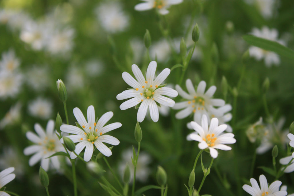 Stitchwort in Oxleas Wood