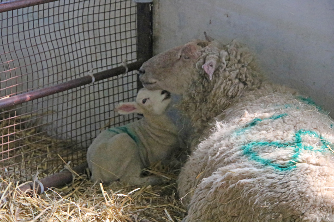 Woodlands Farm 2019 lamb