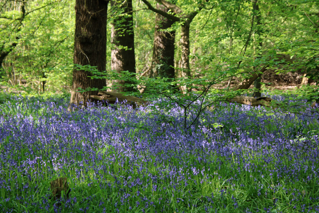 Bluebells in Oxleas Wood