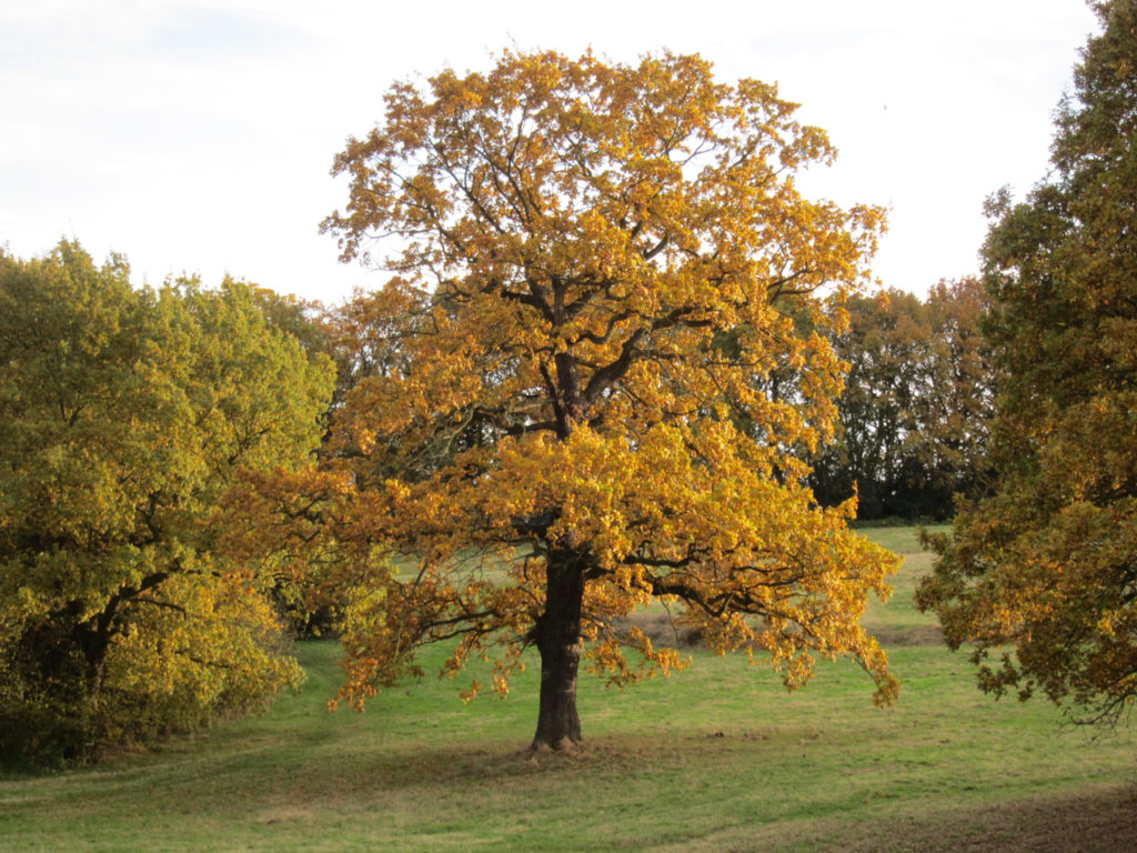 Autumnal tree in Shrewsbury Park