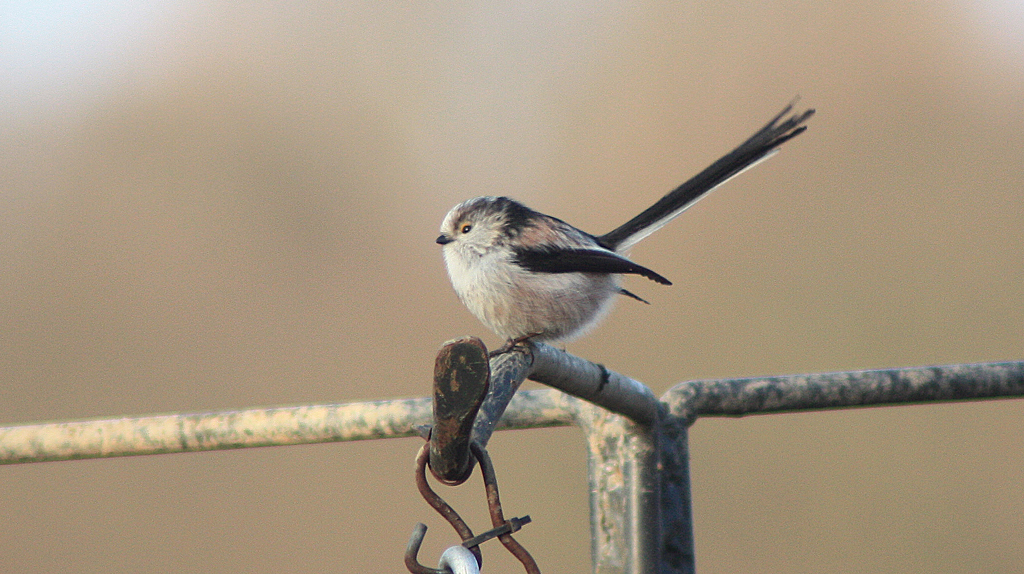 Long-tailed Tit at Woodlands Farm