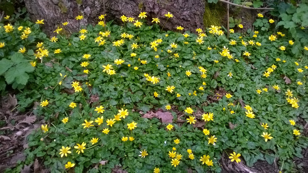 Lesser Celandine (Ranunculus Ficaria) in Oxleas Wood