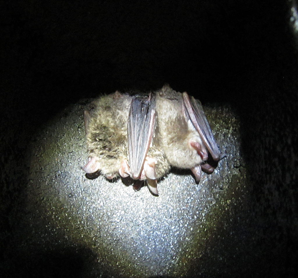 Hibernating Natterer's Bats in Highgate Tunnels