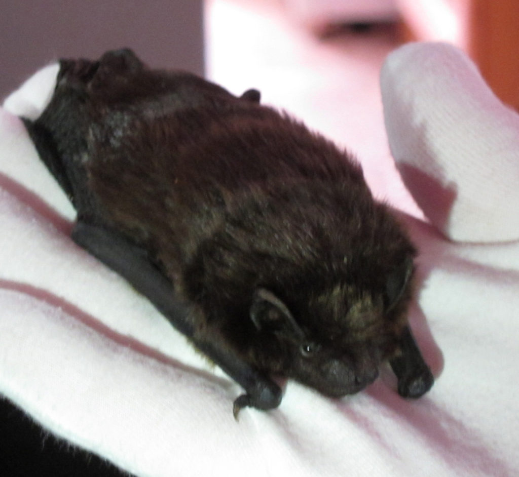 Sophie the Serotine Bat, one of Jenny Clark OBE's educations bats