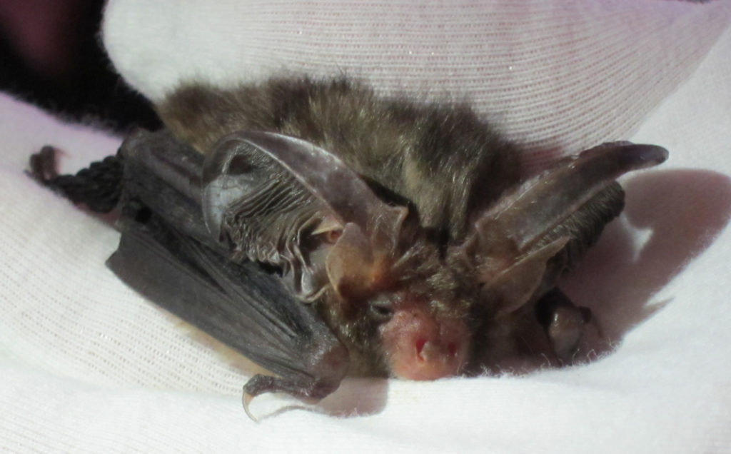 Brown Long-eared Bat, one of Jenny Clark OBE's educations bats