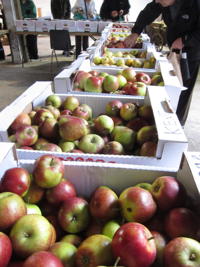 Apple Day at Woodlands Farm