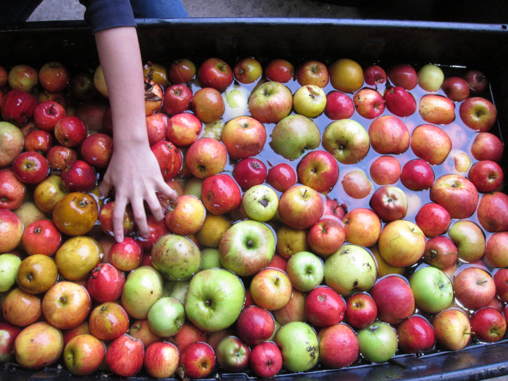 Apple Day at Woodlands Farm