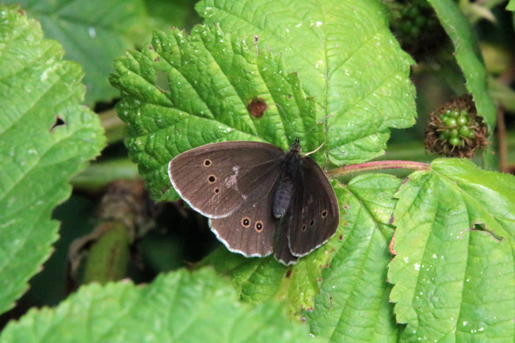 Ringlet butterfly in Shrewsbury Park