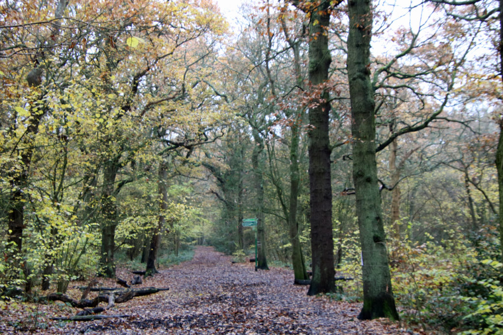 Tree-lined Coulthurst’s Drive in Oxleas Wood