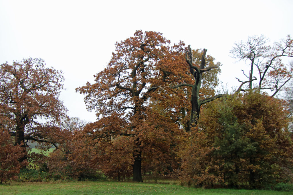  Autumnal trees in Oxleas Wood 