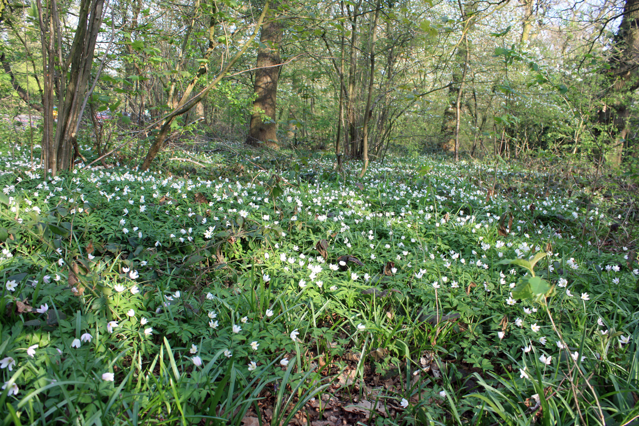 oxleas woods – a spark in your veins